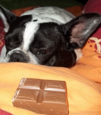 Foto: Hund guckt sehnsüchtig auf ein paar Stücke Schokolade