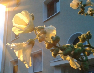 Foto: Blüten werden von Licht angestrahlt